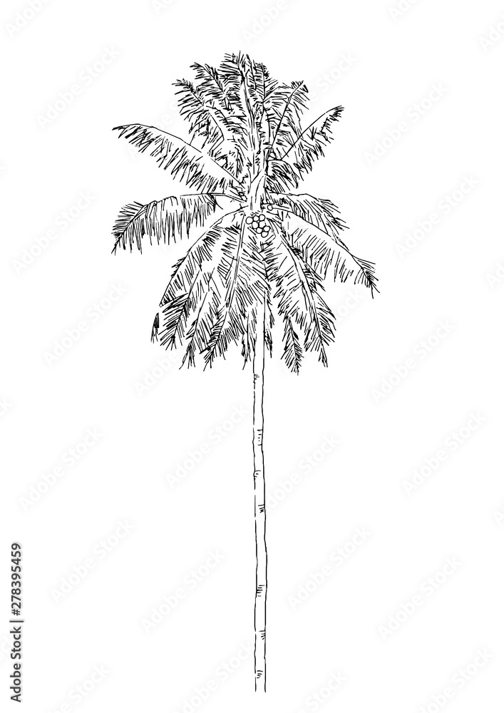 Coconut Tree - Drawing Skill