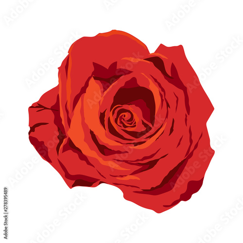 isolated red rose illustration on white background, vector singer flower