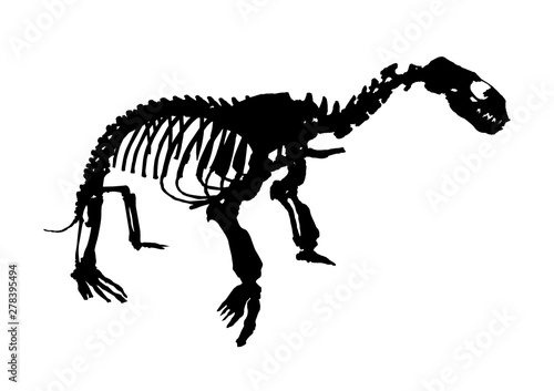 sea lion skeleton fossil  isolated animal vector illustration on white background