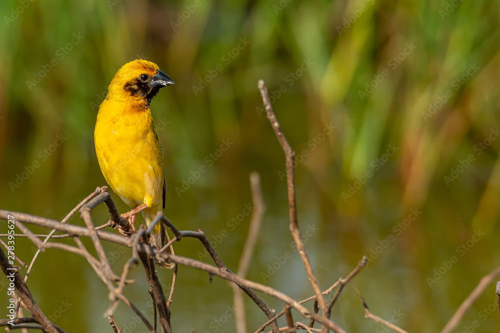 Bright and yellowish male Asian Golden Weaver perching on dried perch, looking into a distance Bright and yellowish male Asian Golden Weaver perching on dried perch, looking into a distance