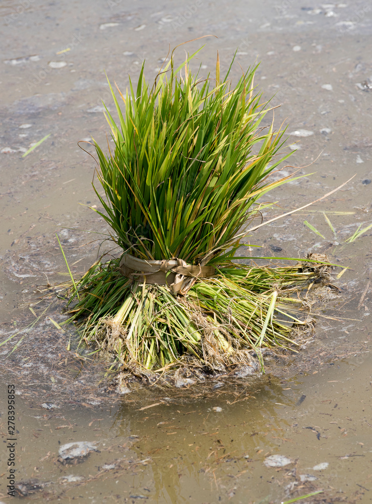 Paddy grass bunch to be planted in the field. Paddy grass bunch to be planted in the field.