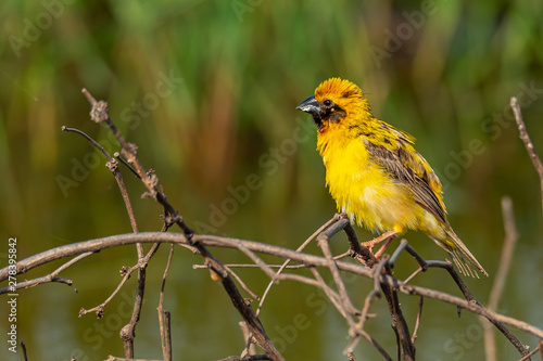 Bright and yellowish male Asian Golden Weaver perching on dried perch, puffing up plumage