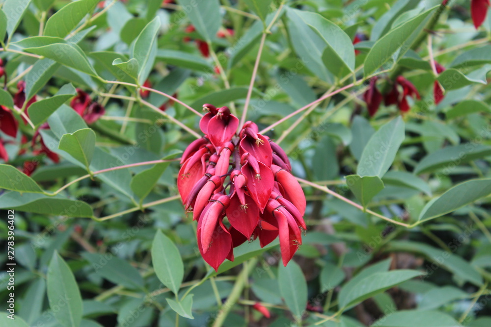 Obraz premium red flower