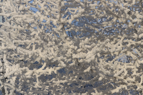 Winter background. The branches of the tree are tightly covered
