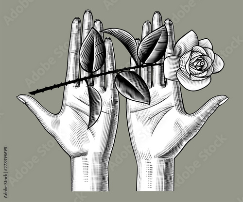 Female hands holding a white roses on her palms