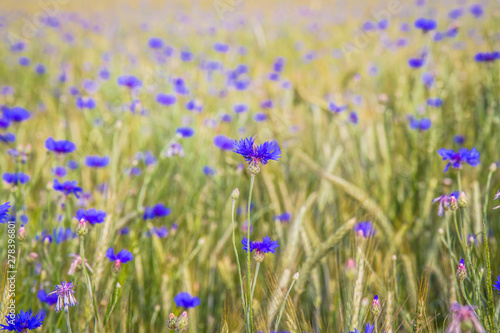 A field of wheat and cornflowers in the summer