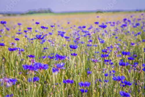 A field of wheat and cornflowers in the summer © teine