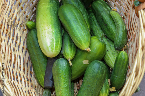 Fresh green cucumbers in a wicker basket.