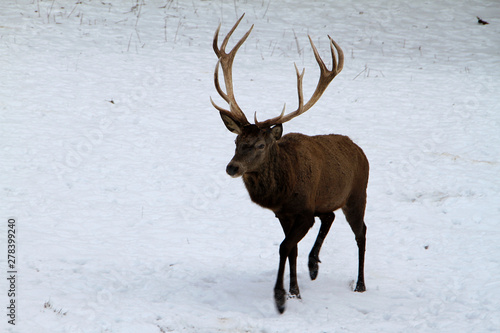 Fototapeta Naklejka Na Ścianę i Meble -  Deer, cervidae, mountain meadow, thuringia, germany, europe