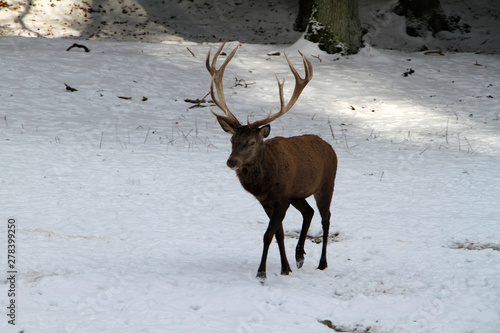 Fototapeta Naklejka Na Ścianę i Meble -  Deer, cervidae, mountain meadow, thuringia, germany, europe