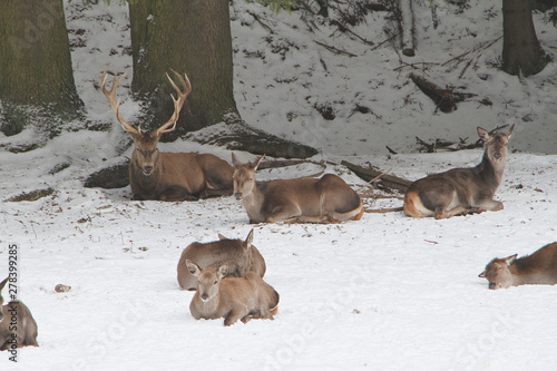 Fototapeta Naklejka Na Ścianę i Meble -  Female deer, deer, cervidae, mountain meadow, thuringia, germany, europe
