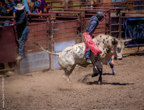 A cowboy is trying to ride a bucking bull in a rodeo competition. The bull is white with black speckles. The cowboy has a black helmet and dark shirt and red chaps.  The bull is leaping off the ground photo