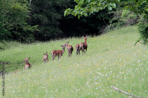 Fototapeta Naklejka Na Ścianę i Meble -  Hirschkühe