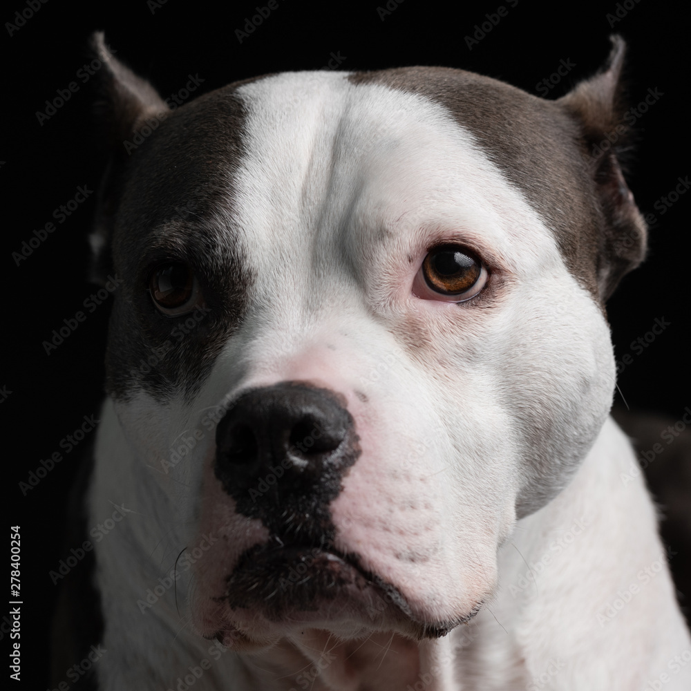 A sweet gentle American Staffordshire Terrier is lit with sunlight for a dog portrait