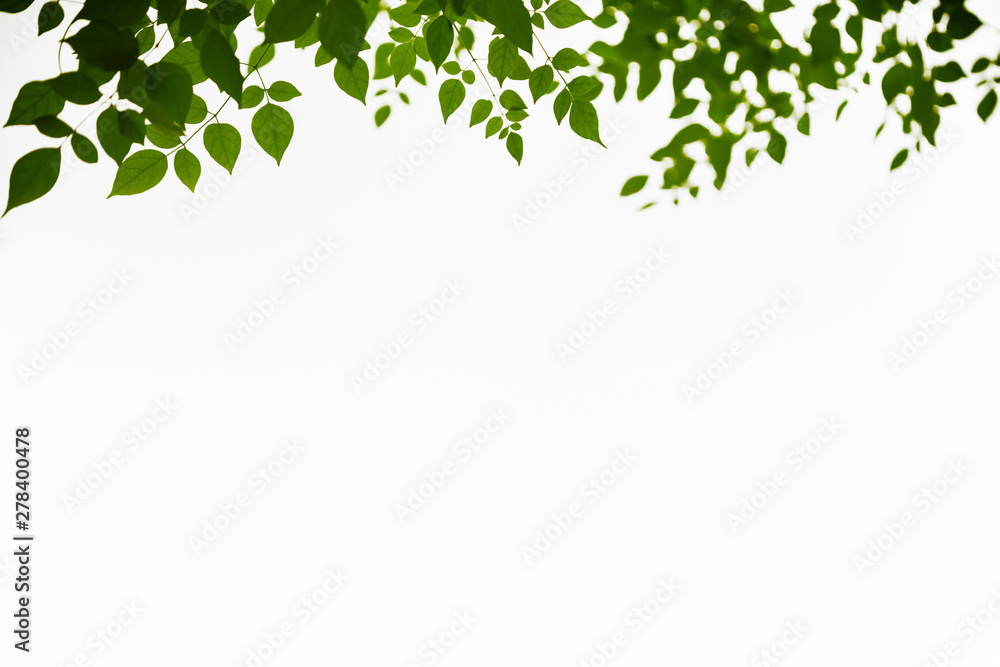 Close up of nature view green leaf with blurred greenery on white background with copy space using as background natural plants landscape, ecology wallpaper concept. Close up of nature view green leaf with blurred greenery on white background with copy space using as background natural plants landscape, ecology wallpaper concept.
