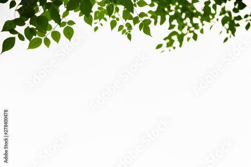Close up of nature view green leaf with blurred greenery on white background with copy space using as background natural plants landscape, ecology wallpaper concept.