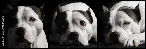 A triptych of an American Staffordshire Terrier dog studio portraits