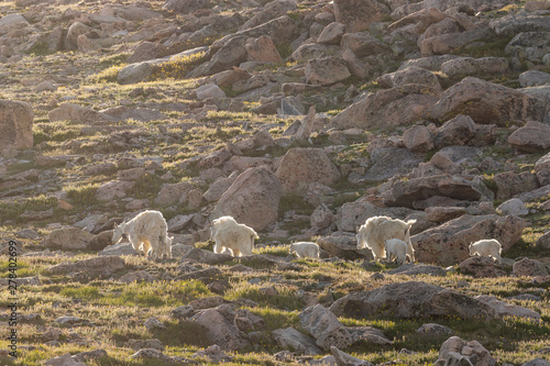 Mountain Goats in Summer in Colorado