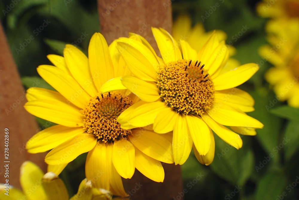 bee on flower bee on flower