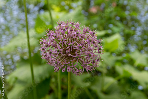 Blume