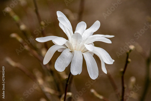 Blume