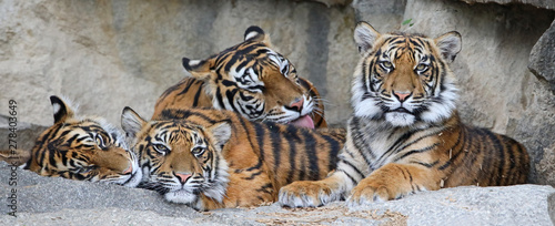 Canvas Print Family of Sumatran tiger (Panthera tigris sumatrae)