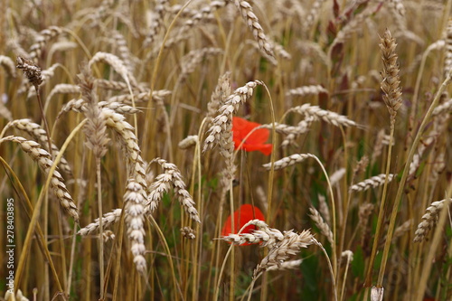 wonderful summer landscape. flowers bluebottle and poppies in the middle of the wheat field. The idea of ​​the concept of harvest. rural landscapes with blue sky with the sun. creative image.