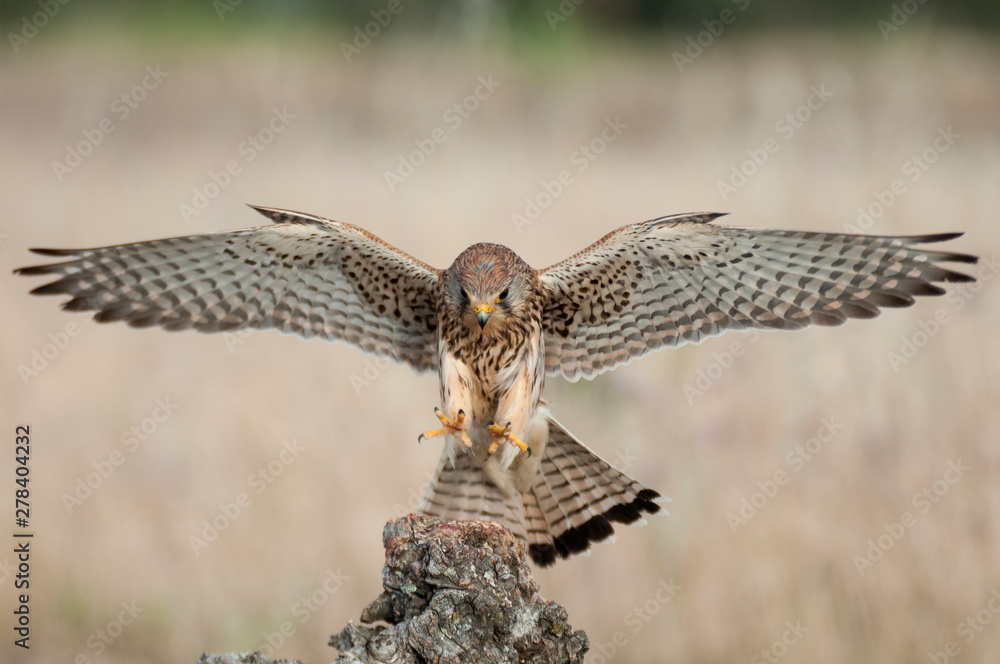 Obraz premium Common kestrel in flight - Falco tinnunculus - in natural habitat