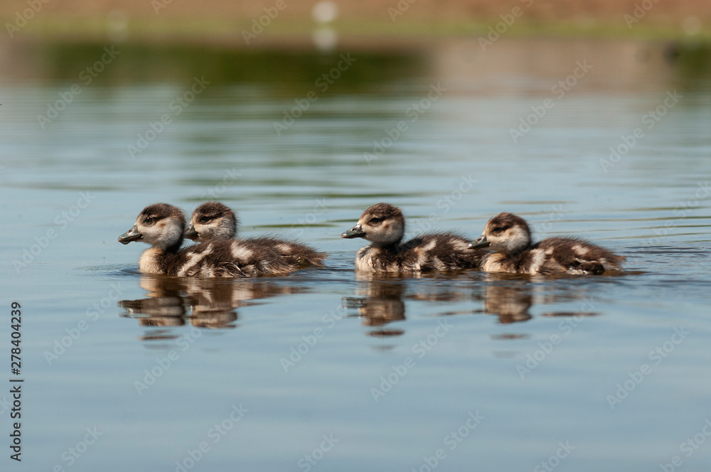 Egyptian goose (Alopochen aegyptiaca) with their young chicks Egyptian goose (Alopochen aegyptiaca) with their young chicks