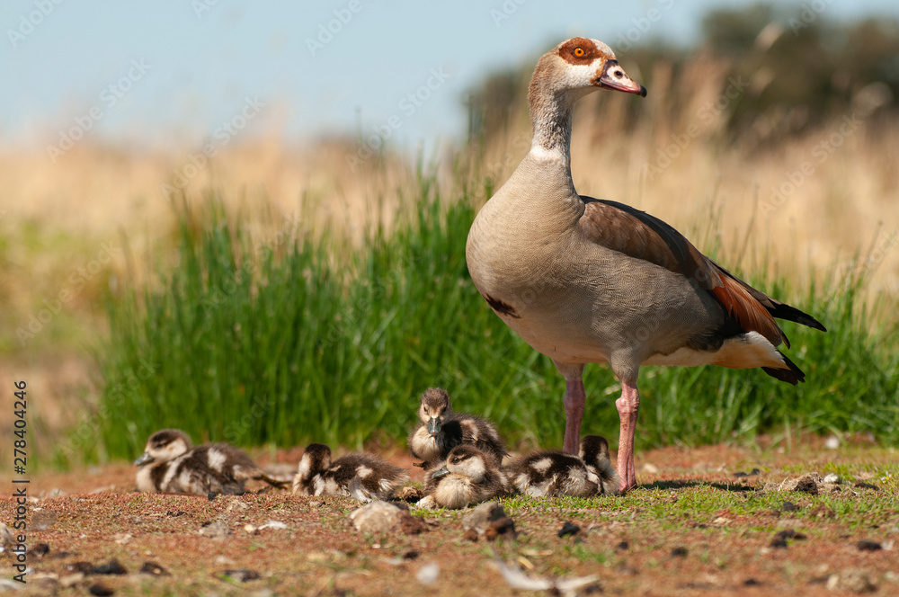 Egyptian goose (Alopochen aegyptiaca) with their young chicks Egyptian goose (Alopochen aegyptiaca) with their young chicks