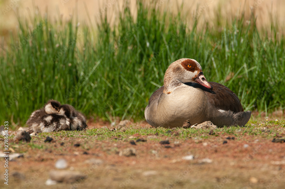 Egyptian goose (Alopochen aegyptiaca) with their young chicks Egyptian goose (Alopochen aegyptiaca) with their young chicks