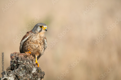 Common kestrel - Falco tinnunculus - in natural habitat
