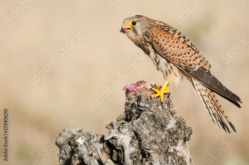 Common kestrel eating a mouse - Falco tinnunculus - in natural habitat © JAH