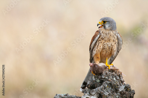 Bild auf Leinwand Common kestrel eating a mouse - Falco tinnunculus - in natural habitat