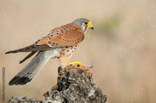 Common kestrel eating a mouse - Falco tinnunculus - in natural habitat