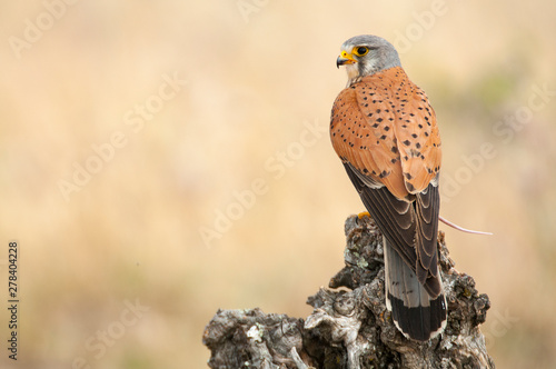 Common kestrel eating a mouse - Falco tinnunculus - in natural habitat