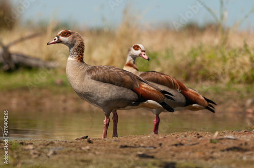 Egyptian goose (Alopochen aegyptiaca) with their young chicks