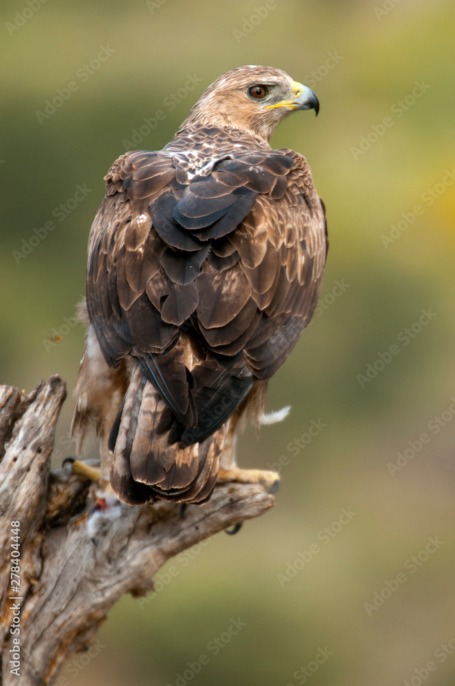 Rare birds Bonelli's eagle on a branch- Aquila fasciata -Hieraaetus fasciatus Rare birds Bonelli's eagle on a branch- Aquila fasciata -Hieraaetus fasciatus