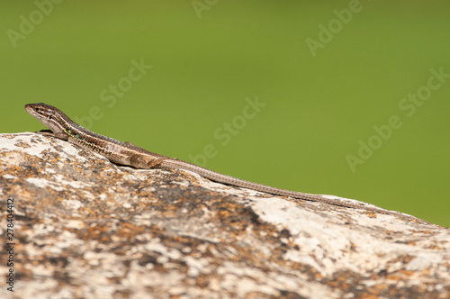 Psammodromus grande - Psammodromus algirus - reptile lizard sunning on a rock © JAH
