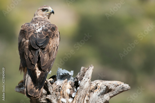 Rare birds Bonelli's eagle on a branch- Aquila fasciata -Hieraaetus fasciatus photo