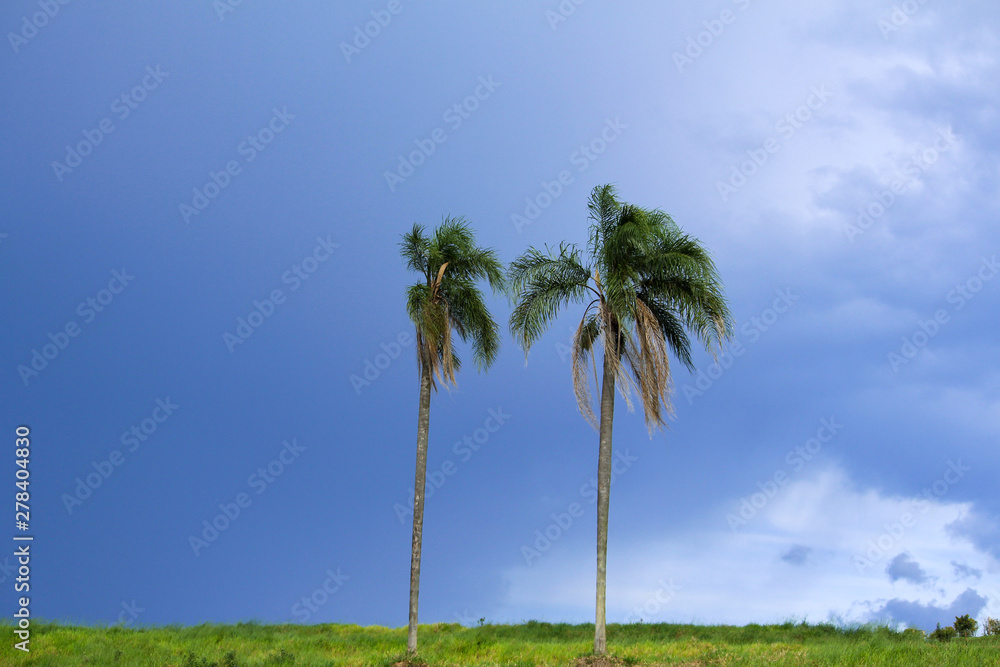 coconut trees in cloudy sky