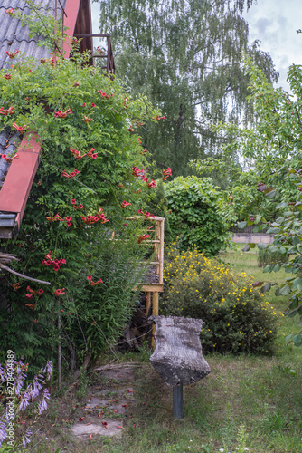 Campsis radicans bush with blosssoms near the house photo