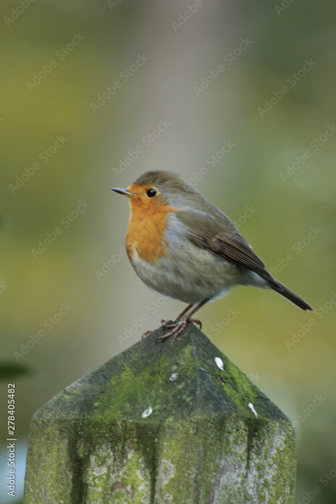 Fototapeta premium Rotkehlchen