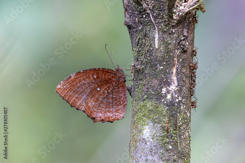 Common Palmfly (Elyminias hypermnestra) perching on tree photo