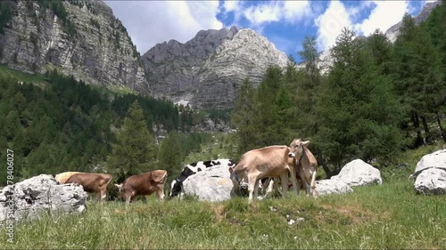 Wallpaper Mural Farm cows graze on the green slopes of the mountains.  Torontodigital.ca