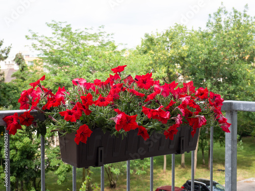 Petunia flowers blooming in flowerpot at balcony