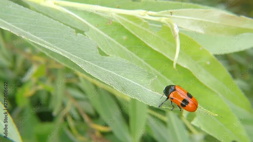 ant bag beetle on a leaf in Germany ant bag beetle on a leaf in Germany