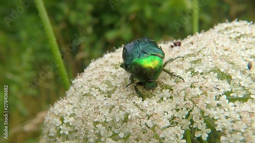 the green rose chafer on a wild carrrot flower summer in Germany photo