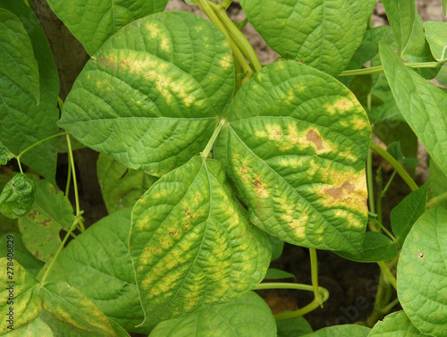 Принти на полотні Rust fungi Uromyces on phaseolus