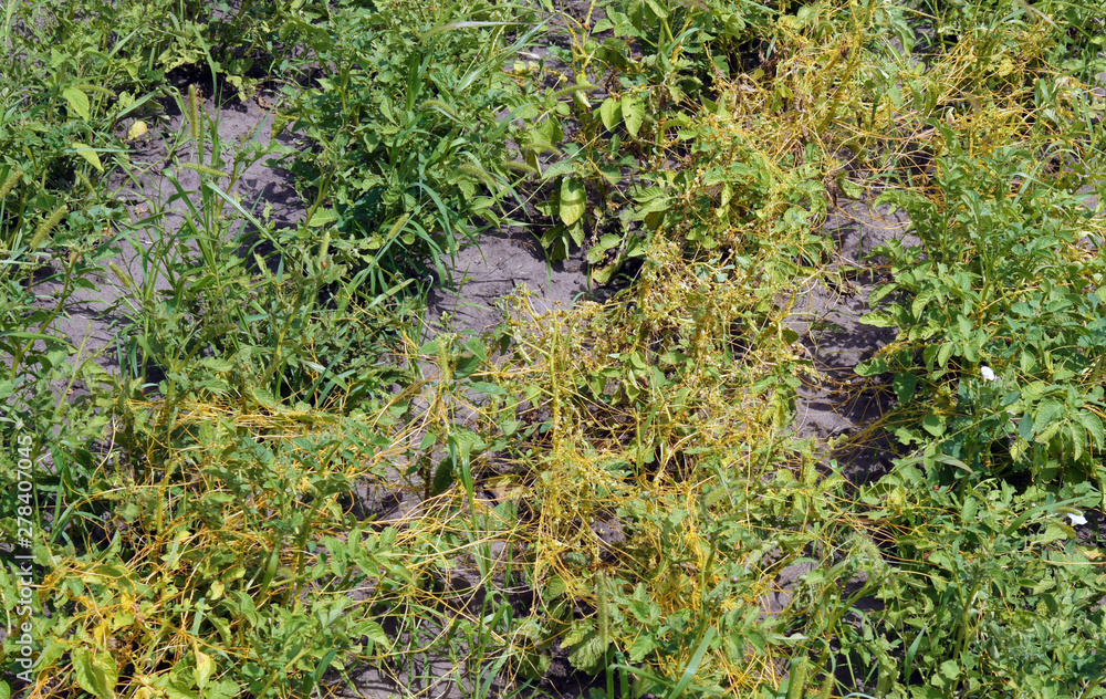 Potato plants damaged by сonvolvulus arvensis